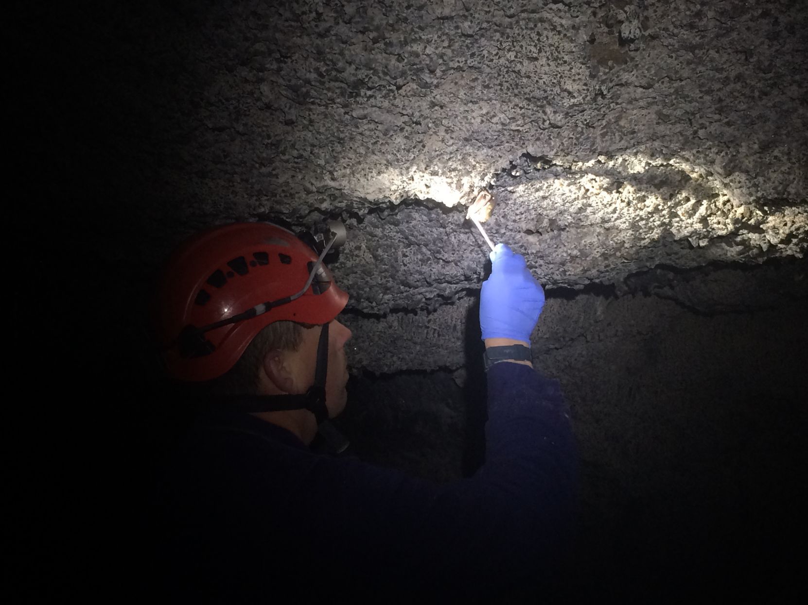 White-nose syndrome swabbing